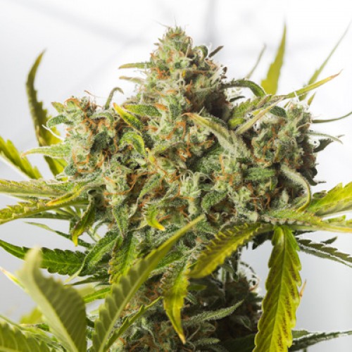 Auto Blue Critical Feminised