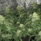 Насіння Auto Bubba Kush Feminised