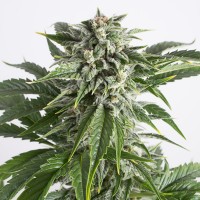 Auto Bubba Kush Feminised