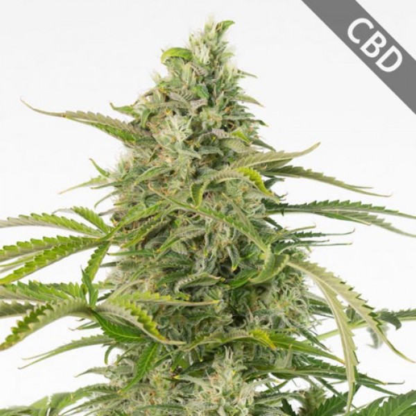 Auto CBD Cheese Feminised