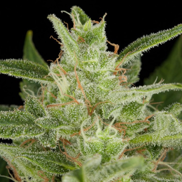 Auto Critical Jack Feminised