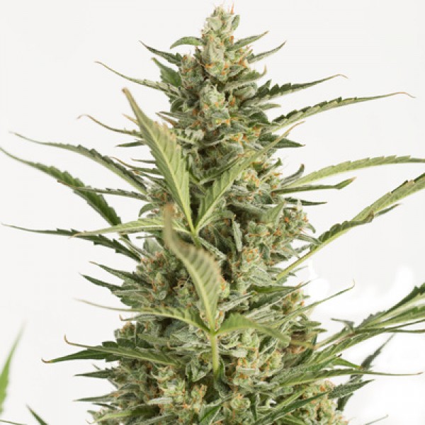 Auto Critical Jack Feminised