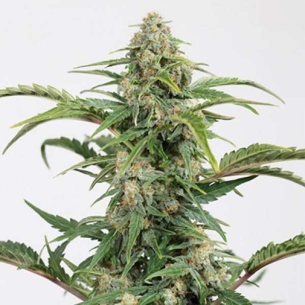 Auto CBD Dinamed Feminised
