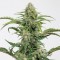 Auto CBD Dinamed Feminised