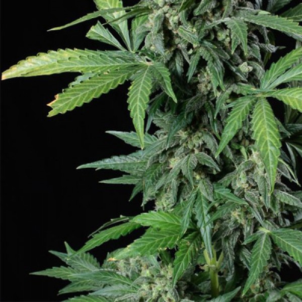 Auto Haze 2.0 Feminised