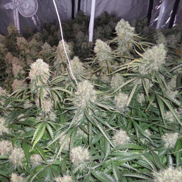 Auto Moby Dick XXL Feminised