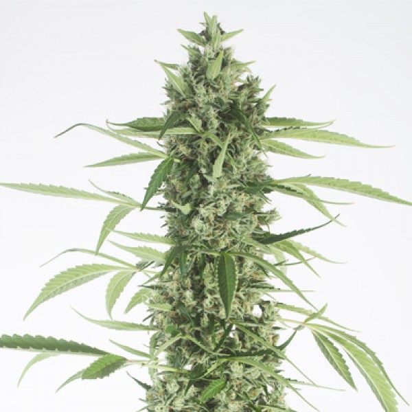 Auto Moby Dick XXL Feminised