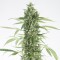 Auto Moby Dick XXL Feminised