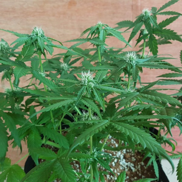 Auto CBD OG Kush Feminised