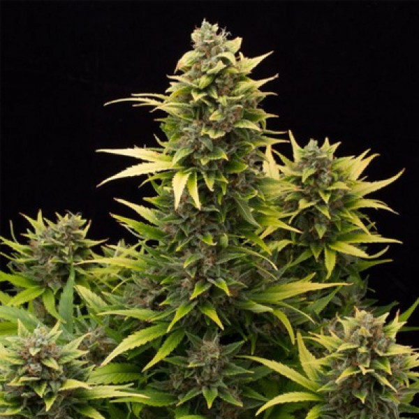 Auto Original Amnesia Feminised