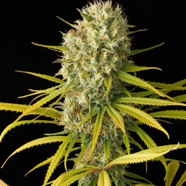 Auto Original Amnesia Feminised