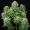 Auto White Cheese Feminised