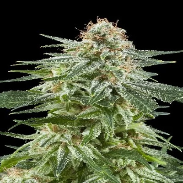 Auto White Widow Feminised by Dinafem