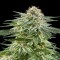 Auto White Widow Feminised by Dinafem