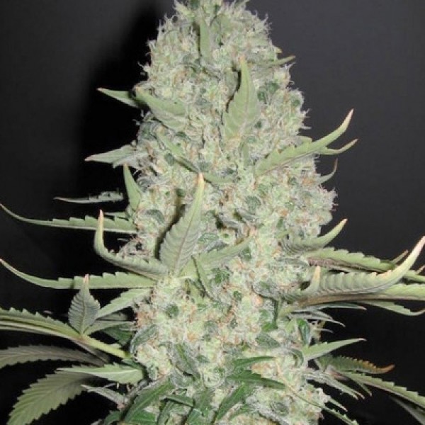 Auto White Widow Feminised by Dinafem