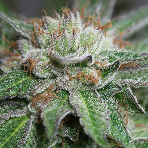 Bubba Kush Feminised