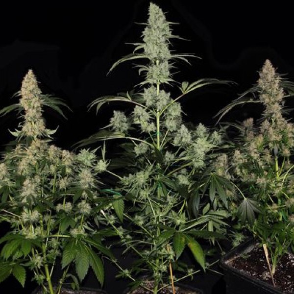 Насіння Bubba Kush Feminised