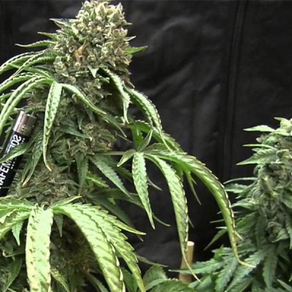 Насіння Bubba Kush Feminised