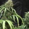 Насіння Bubba Kush Feminised