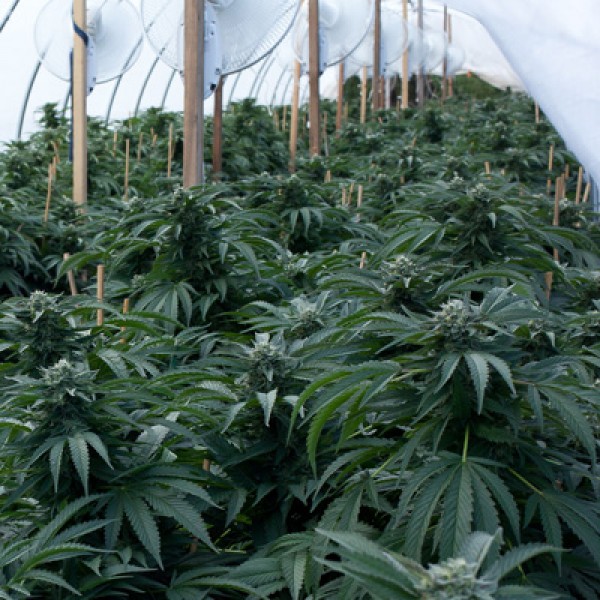 Насіння Bubba Kush Feminised