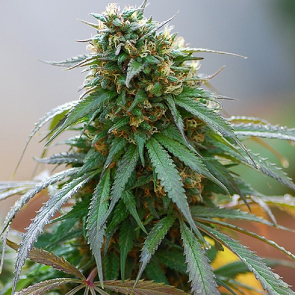 California Hash Plant Feminised