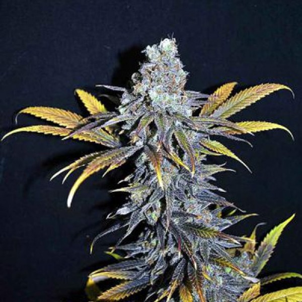 CBD Critical Mass Feminised