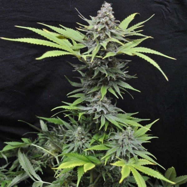 CBD Critical Mass Feminised