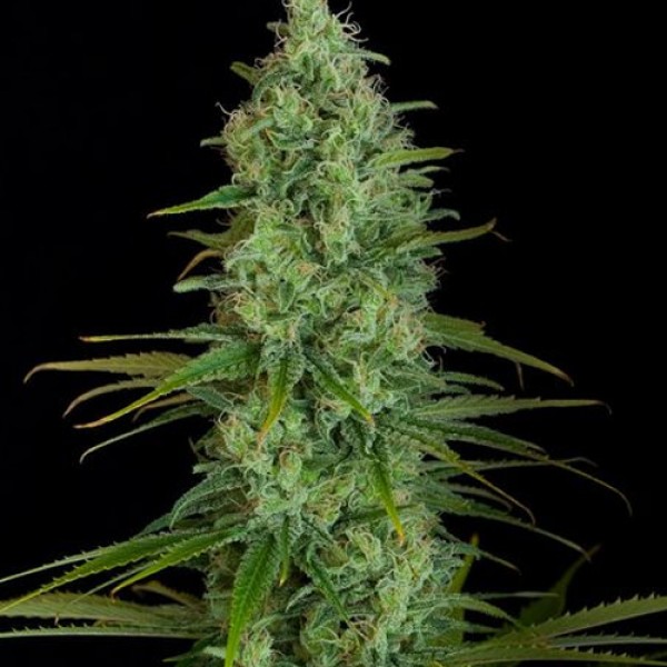 Critical Jack Feminised