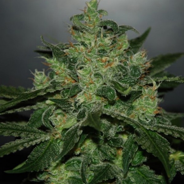 Critical Jack Feminised