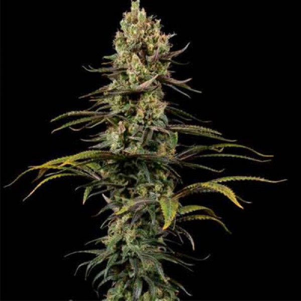 CBD Early Amnesia Feminised