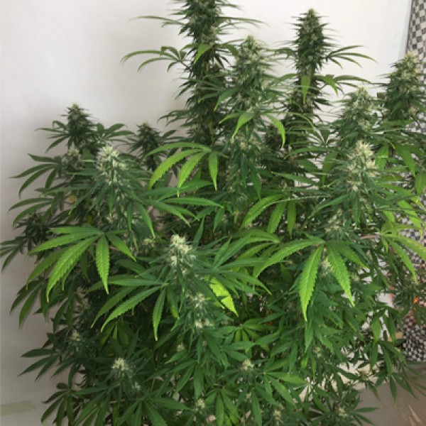 CBD Early Amnesia Feminised