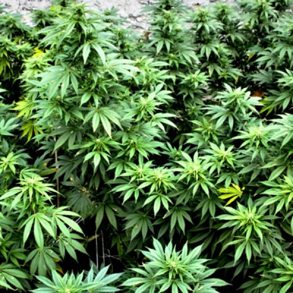 CBD Early Amnesia Feminised