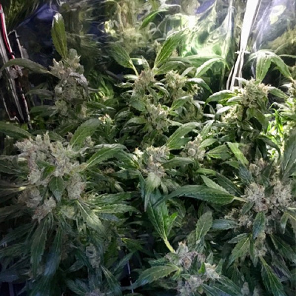 CBD Purple Orange Feminised