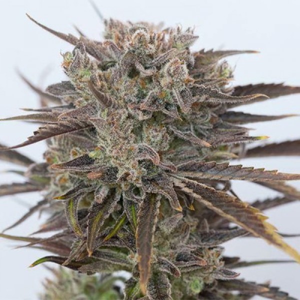 CBD Purple Orange Feminised