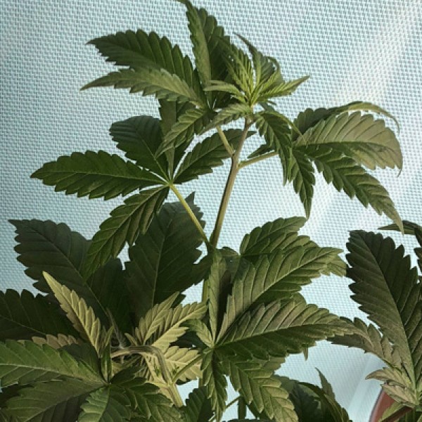 CBD Purple Orange Feminised