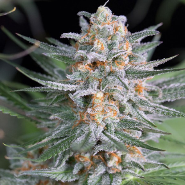 Quick Critical + Feminised