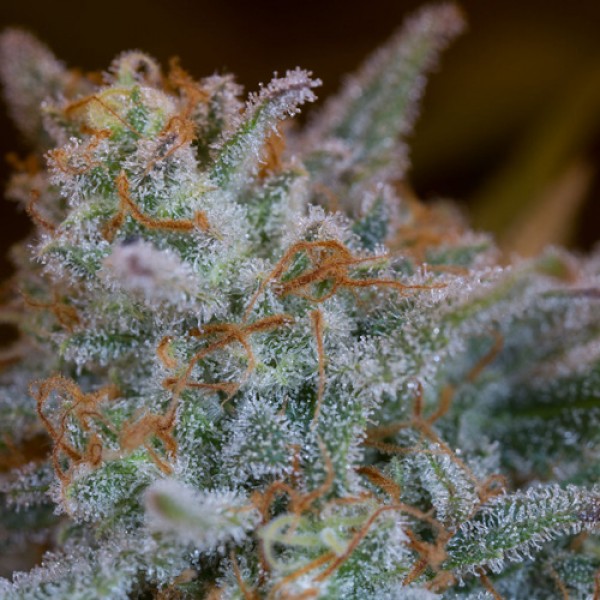 Quick Critical + Feminised