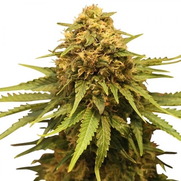 Quick Critical + Feminised