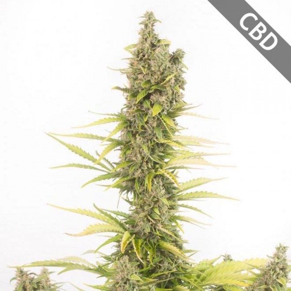 Насіння Auto CBD Amnesia Feminised