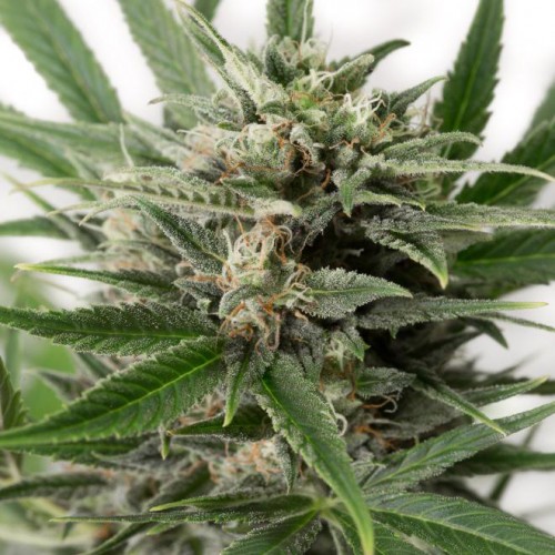 Auto Blue Amnesia XXL Feminised