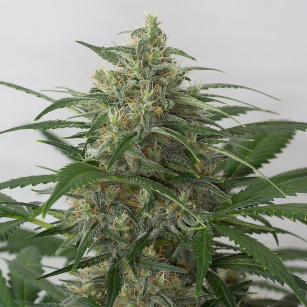 Auto Moby Dick XXL Feminised