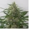 Auto Moby Dick XXL Feminised