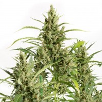 Auto Original Amnesia Feminised