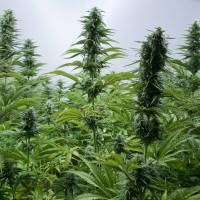 Critical Jack Feminised