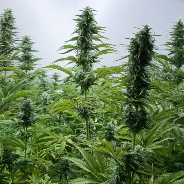 Critical Jack Feminised