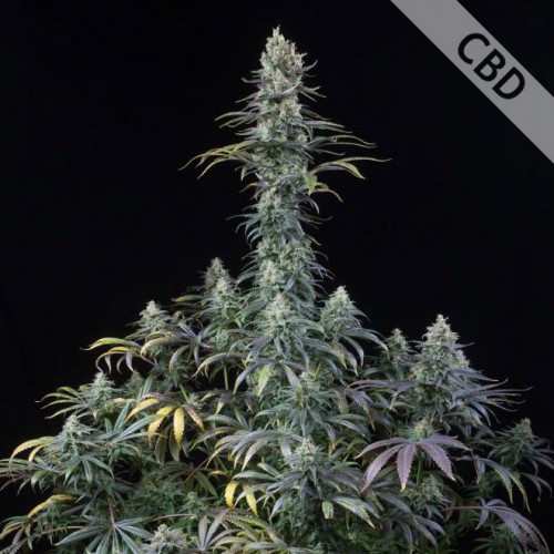 CBD Early Amnesia Feminised