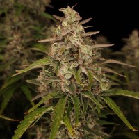 Auto Chronic Ryder BX Feminised seeds
