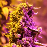 Auto Doctors Choice #1 Feminised seeds