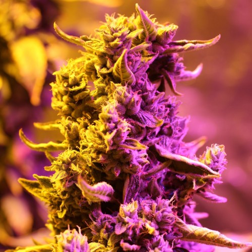 Auto Doctors Choice #1 Feminised seeds