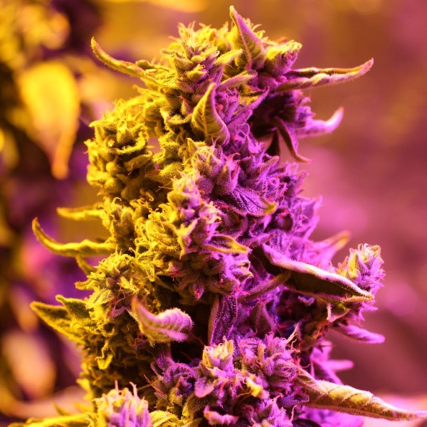 Auto Doctors Choice #1 Feminised seeds